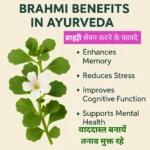 Brahmi Benefits