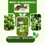 bhringraj plant benefits