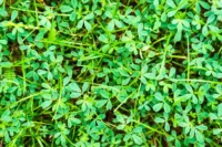 Brahmi